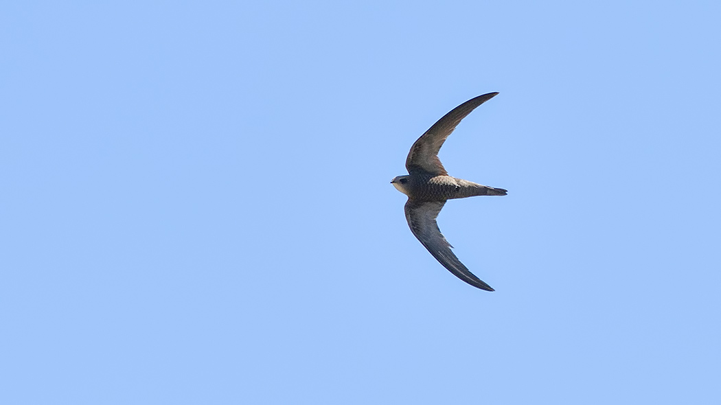 Pallid Swift